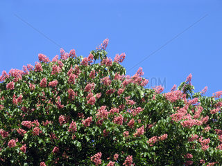 bluehender Kastanienbaum / chestnut in bloom