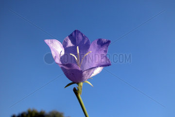 blaue Glockenblume / bellflower