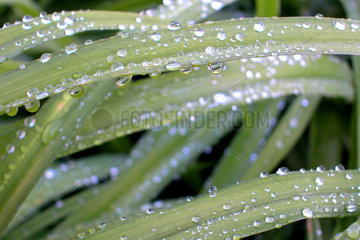 Gras mit Wassertropfen  blades of grass with waterperls