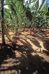 Bananen  Plantage  banana plantation