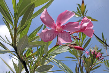 Oleander / Nerium oleander