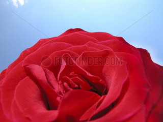 rote Rose  red rose