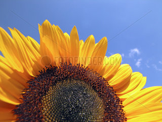 Sonnenblume  sunflower