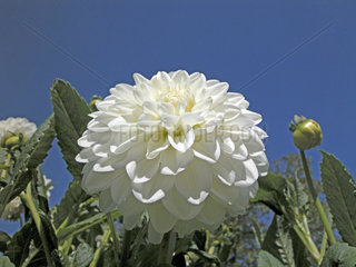 Ball-Dahlie  Dahlie  white blossom of a ball dahlia