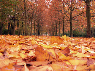 Herbst Park  goldener Oktober