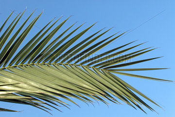 Palmenblatt  palm leaf