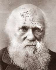 Charles Darwin ( 1809 - 1882 )  Portraet mit Zeichnung des Baumes der Evolution