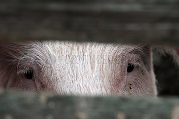 Brandenburg  Schwein im Gehege eines Oekobauernhofes