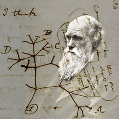 Charles Darwin ( 1809 - 1882 )  Portraet mit Zeichnung des Baumes der Evolution