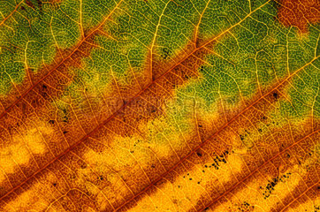 Herbst Blattstruktur  brown  yellow and green leaf