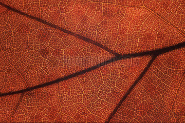 Herbst Blattstruktur  red leaf