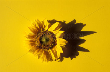 Sonnenblume  Sonnenblumen  sunflower  sunflowers