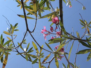 Oleander blueht  Nerium oleander
