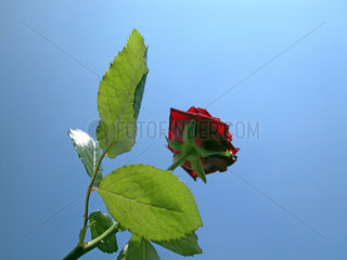 rote Rose  red rose