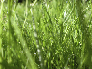 nasses Gras  wet blades of grass