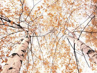 Birken im Herbst  goldener Oktober