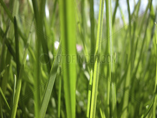 Nahaufnahme von Grashalmen  blades of grass