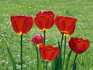 Tulpen auf einer Wiese  tulips