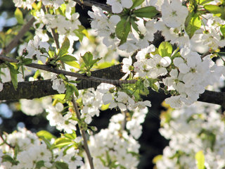 Bluete eines Kirschbaumes  cherry tree