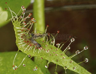 Sonnentau  Drosera  fleischfessende Pflanze mit Fliege