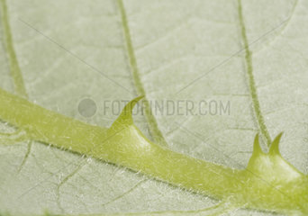 Blattunterseite mit Dornen  thorns under a leaf