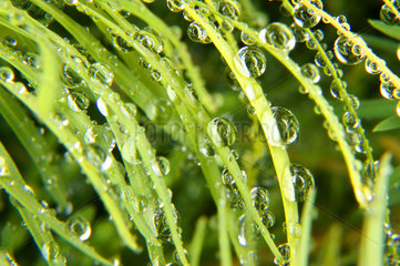 Wassertropfen an Grashalmen  blades of grass with water drops