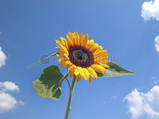 Sonnenblume  sunflower
