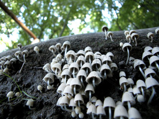 Pilze auf einem Baumstamm  Deutschland
