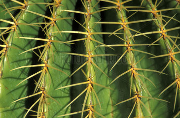 Ferocactus  Echinocactus grusonii  the golden barrel cactus  golden ball