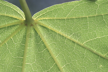 Blatt  Struktur / leaf structure