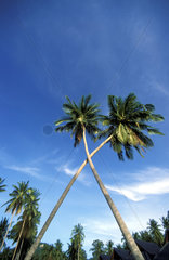 Zwei Kokospalmen  palm tree crossing