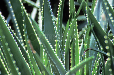Aloe  Aloe vera