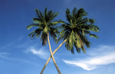 zwei Kokospalmen / palm tree crossing