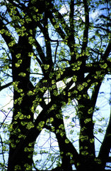 Ahorn im Fruehling  little green leaves  beech