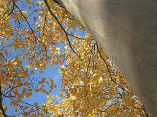 Herbst  Platane  plane. autumn tree with yellow leafs