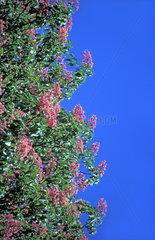 bluehender Kastanienbaum / chestnut in bloom