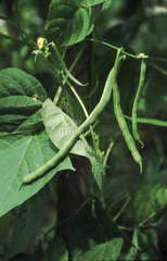 Bohnen im Garten  green beans
