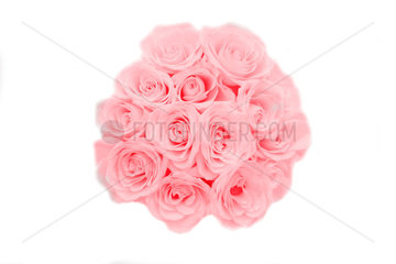 pinke Rosen  Rosenstrauss  pink bunch of roses