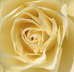 gelbe Rose  white rose