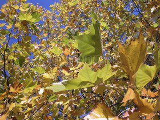 Herbst  Platane mit gelben Blaettern  autumn  plane with yellow leafs