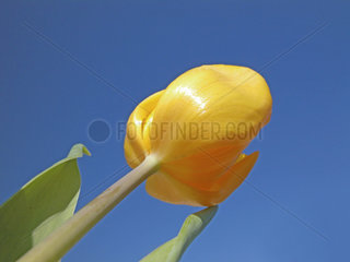gelbe Tulpe  yellow tulip in front of blue sky