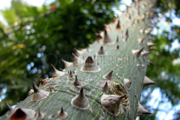 Florettseidenbaum  Ceiba speciosa