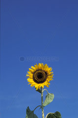 Sonnenblume  Sonnenblumen  sunflower  sunflowers
