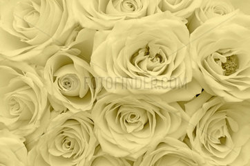 weisse Rosen  white roses