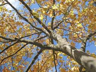 Herbst  Platane  plane. autumn tree with yellow leafs