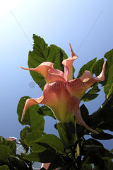 Engelstrompete  Brugmansia  trumpet plant