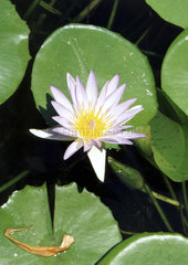 Seerose  water lily