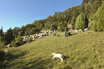 Altmuehltaler Schafe Lamm