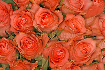 Rosen  roses