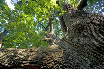 Eiche  oak
